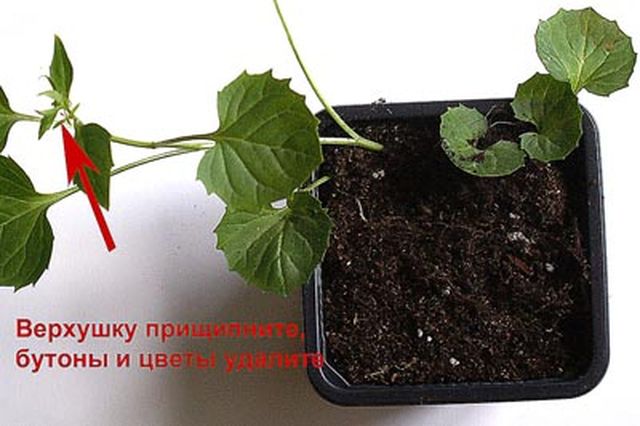 Zorg voor de Campanula