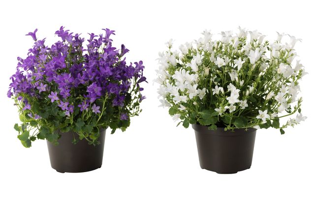 Zorg voor de Campanula