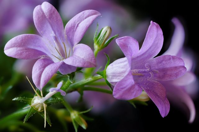 Campanula thuis - planten en verzorgen (video, foto): advies voor een beginnende bloemkweker