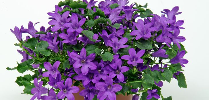 Zorg voor de Campanula