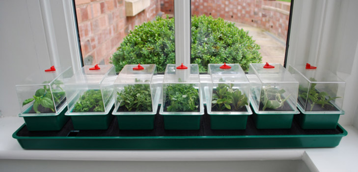 Aardappelen zaailingen