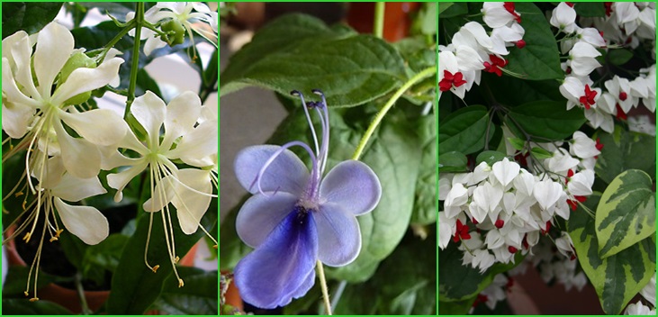 Clerodendrum - zorg