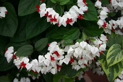 Clerodendrum - zorg