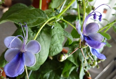 Clerodendrum - zorg