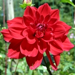 Bloemflessen van plastic flessen