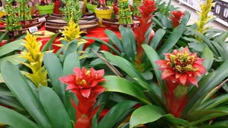 Hoe zorg je voor guzmania thuis Hoe zorg je voor guzmania thuis