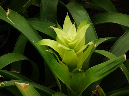 Guzmania: hoe zorg je voor het broedseizoen Guzmania: hoe zorg je voor het broedseizoen