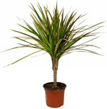 dracaena