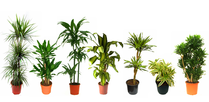 dracaena