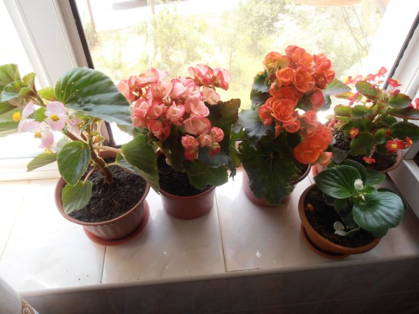 Indoor bloem begonia: thuiszorg