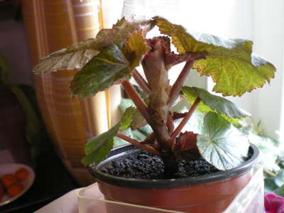 Indoor bloem begonia: thuiszorg