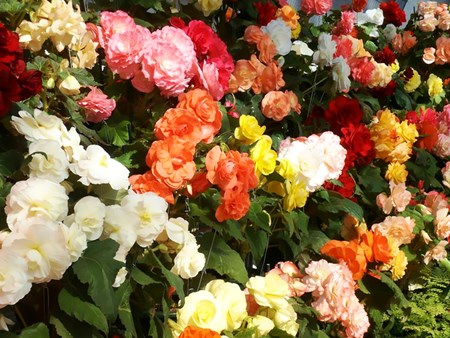 Indoor bloem begonia: thuiszorg