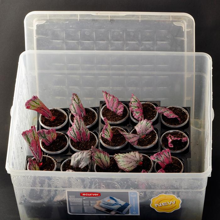 Indoor bloem begonia: thuiszorg