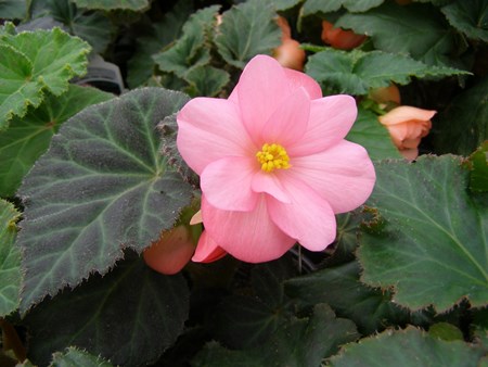 Indoor bloem begonia: thuiszorg