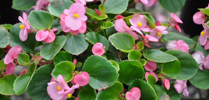 Indoor bloem begonia: thuiszorg
