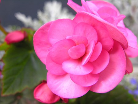 De begonia-bedelaar komt uit tropische en subtropische bossen Indoor bloem begonia: thuiszorg