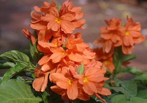 Crossandra: soorten