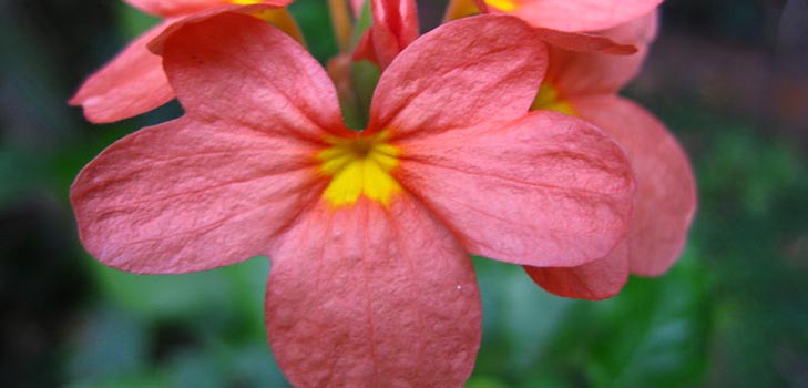 Crossandra: zorg en foto