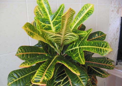 Croton: thuiszorg