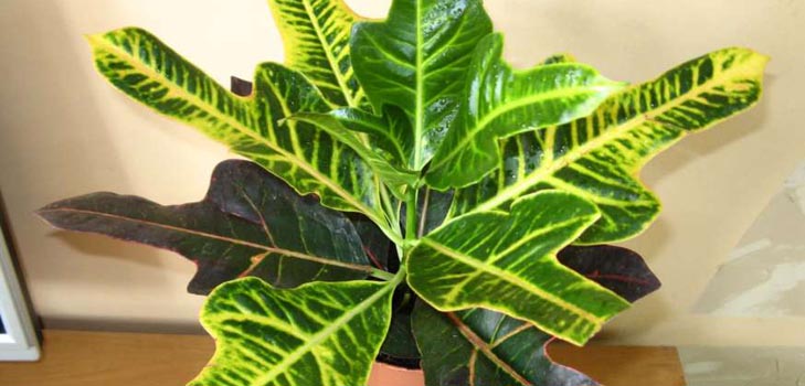 Croton: thuiszorg