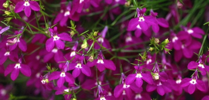 De inrichting van de tuin is een heerlijke lobelia. Landing en verzorging met foto's en video's