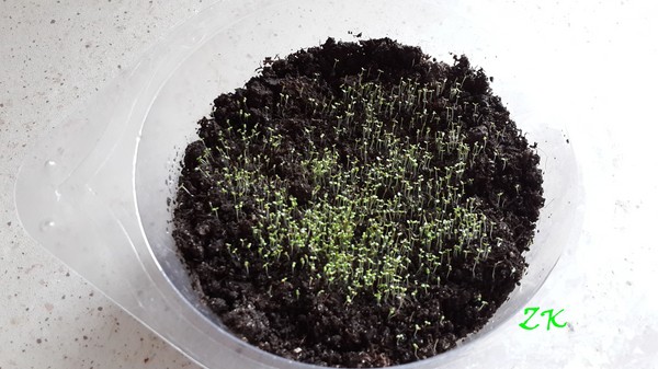De inrichting van de tuin is een heerlijke lobelia. Landing en verzorging met foto's en video's
