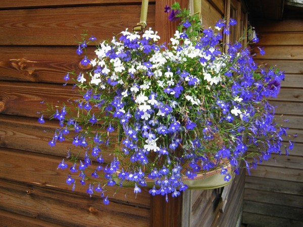 De inrichting van de tuin is een heerlijke lobelia. Landing en verzorging met foto's en video's