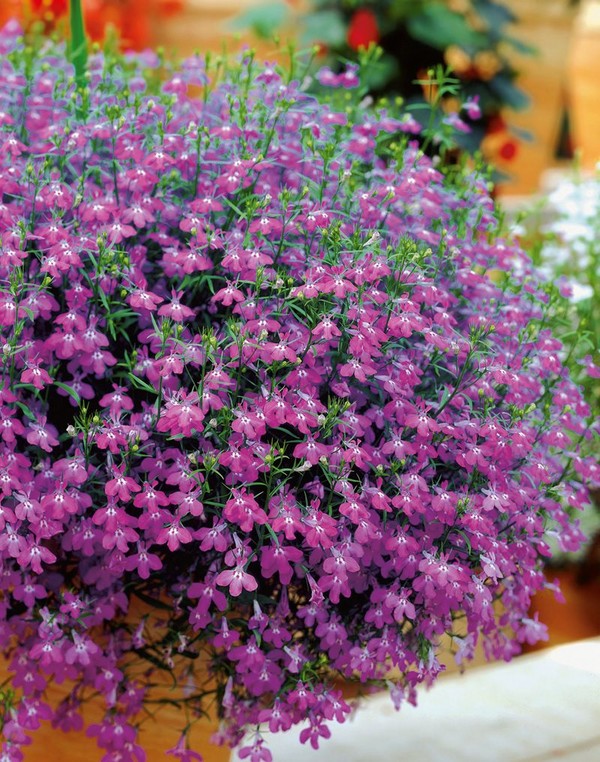 De inrichting van de tuin is een heerlijke lobelia. Landing en verzorging met foto's en video's