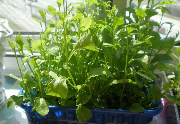 De inrichting van de tuin is een heerlijke lobelia. Landing en verzorging met foto's en video's