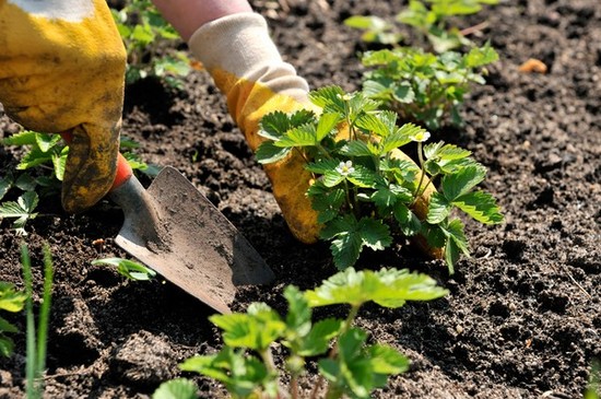 Maankalender van de tuinbouwtuinier in augustus 2015