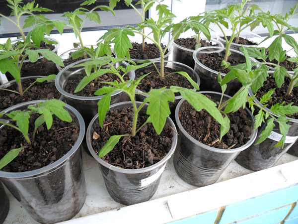 Lunar zaaikalender voor januari 2017 in de tabel voor tuiniers en vrachtwagenboeren. Gunstige plantdagen voor tomaten (tomaten) voor maanzaailingen-2017