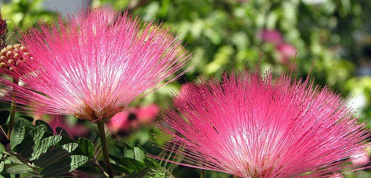 Mimosa verlegen: de kenmerken van zorg
