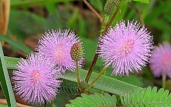Mimosa verlegen: de kenmerken van zorg