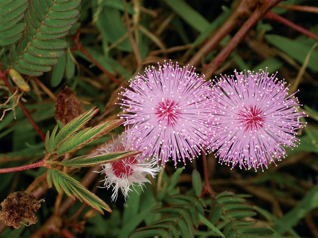 Mimosa verlegen: de kenmerken van zorg