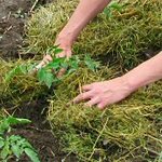 Mulching bedden - foto's en video's Mulching bedden - foto's en video's