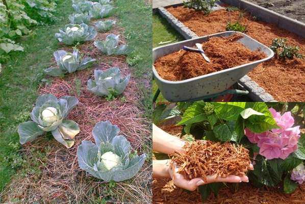 Mulching bedden - foto's en video's Mulching bedden - foto's en video's