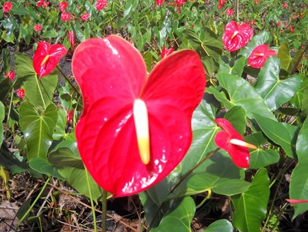 Regels voor verzorging van een plant Regels voor verzorging van een plant