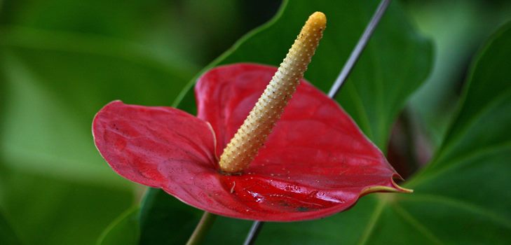 Anthuriumbloem: verzorging en voortplanting thuis