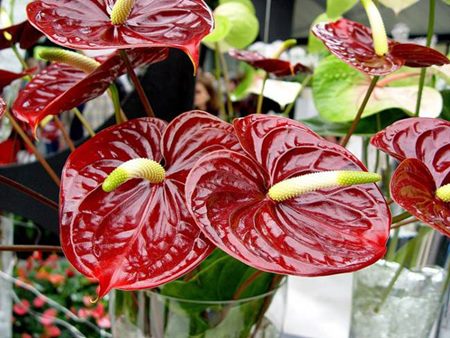 Anthurium: thuiszorg Anthurium: thuiszorg