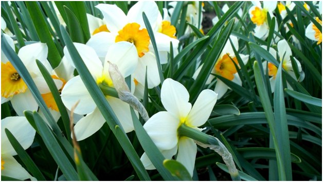 Narcissen - lente tuindecoratie