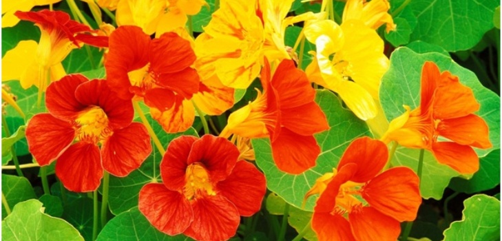 prachtige bloemen