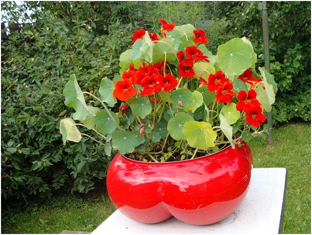 pot met bloemen
