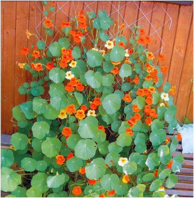 bloemen bij het hek