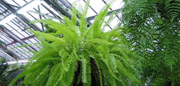 Nephrolepis - charmante huisvaren