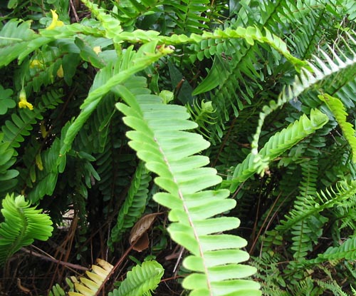 Nephrolepis: thuiszorg