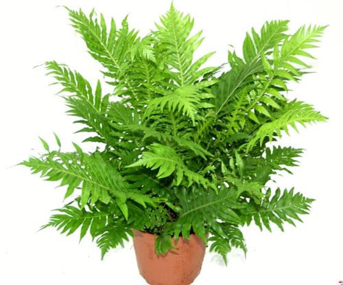 Nephrolepis. reproduktie