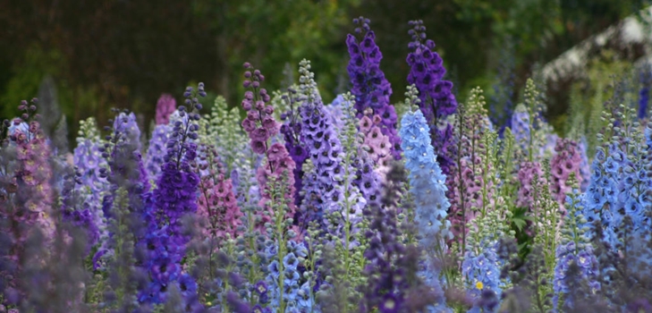 Nieuw-Zeelandse delphiniums