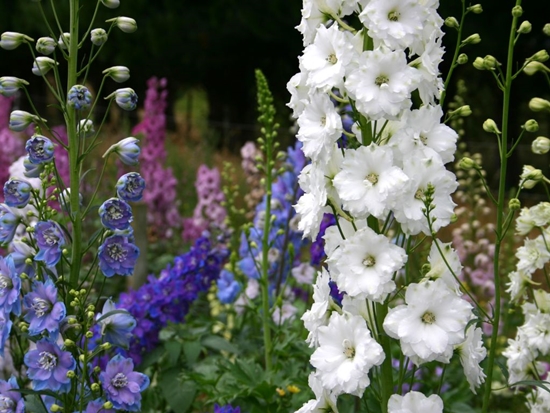 Nieuw-Zeelandse delphiniums