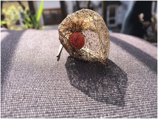 Algemene informatie over physalis, evenals aanbevelingen voor groei en verzorging