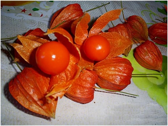 bessen van physalis
